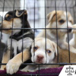 litter-of-puppies-in-animal-shelter-australian-shepherds