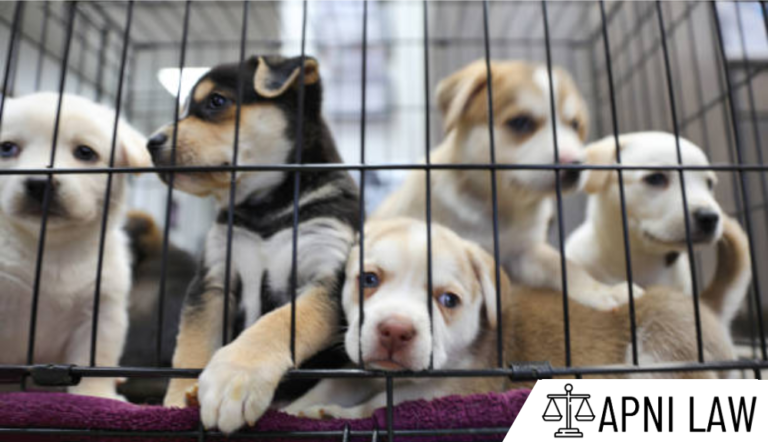 litter-of-puppies-in-animal-shelter-australian-shepherds