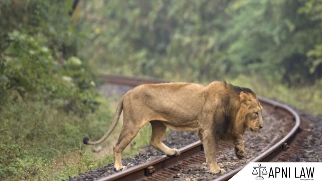 Gujarat High Court Rebukes Railways Over Lion Deaths from Train Hits