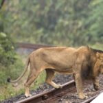 Gujarat High Court Rebukes Railways Over Lion Deaths from Train Hits