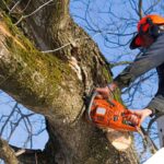 Supreme Court Emphasises Need For Verification Mechanism For Tree-Felling Orders